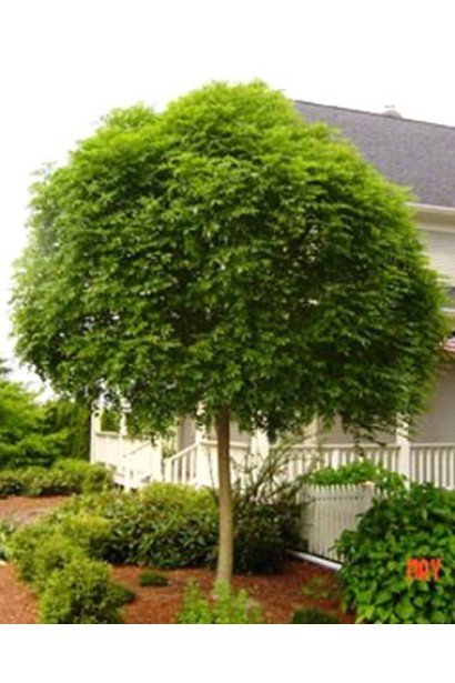 Fraxinus excelsior Nana — дерево з густою формою.