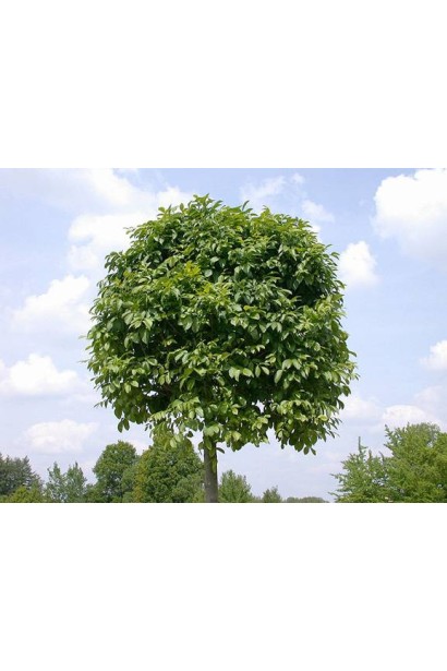 Декоративний Fraxinus excelsior Nana у вигляді кулі.