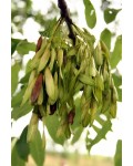 Ясень обыкновенный шаровидный Нана | Ясен звичайний шароподібний Нана | Fraxinus excelsior Nana