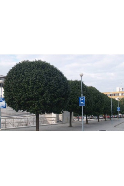 Куляста крона ясена Нана додає гармонії простору.