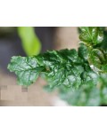 Ясен звичайний Кріспа | Ясень обыкновенный Криспа | Fraxinus excelsior Crispa