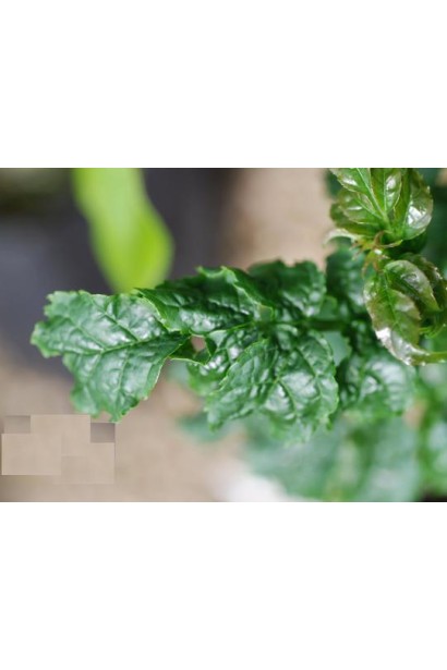 Кучеряве листя ясена Кріспа додає шарму простору.