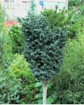 Ясень обыкновенный Криспа | Ясен звичайний Кріспа | Fraxinus excelsior Crispa