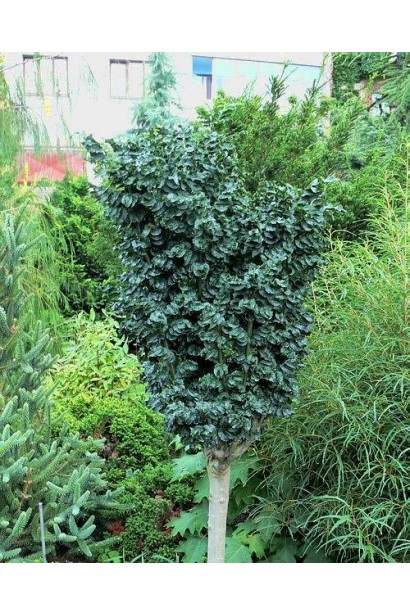 Декоративний ясен для озеленення терас і скверів.