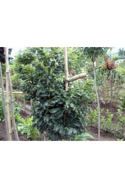 Компактний ясен Кріспа для вашого ландшафту.