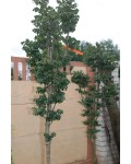 Ясень обыкновенный Криспа | Ясен звичайний Кріспа | Fraxinus excelsior Crispa
