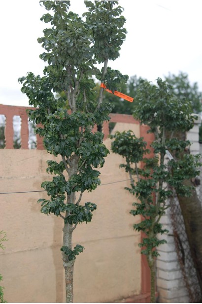 Ясен Кріспа з декоративною кучерявою кроною.