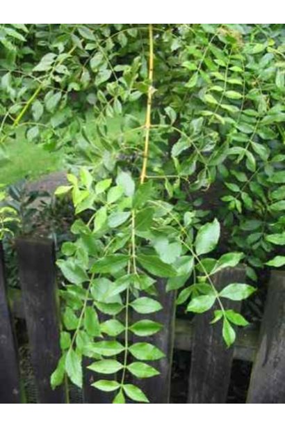 Плакучий ясень Пендула идеален для озеленения садов.