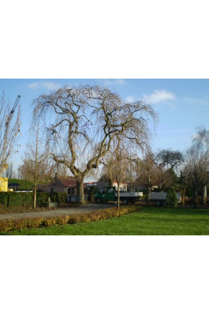 Ясен Пендула з унікальною формою для паркових зон.