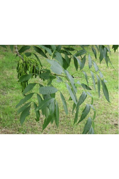 Ясен плакучий Пендула 