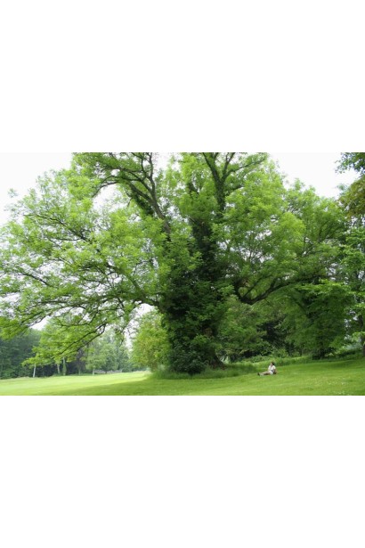 Декоративний ясен Пендула з плакучою кроною.