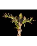 Ясень плакучий Пендула | Ясен плакучий Пендула | Fraxinus excelsior pendula