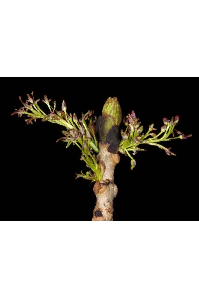 Fraxinus excelsior pendula