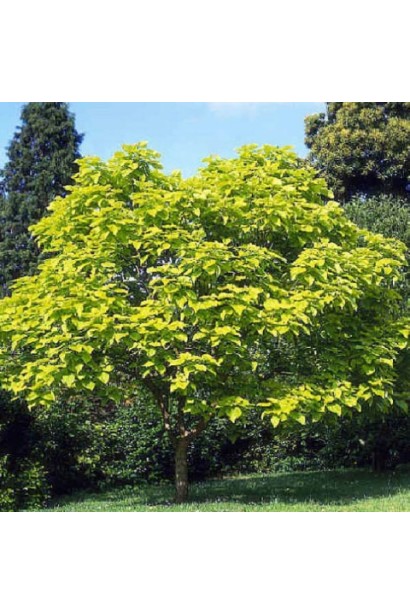 Декоративне листопадне дерево з жовтим листям
