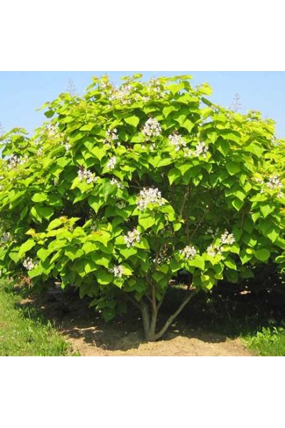 Катальпа звичайна Ауреа кущовидна форма