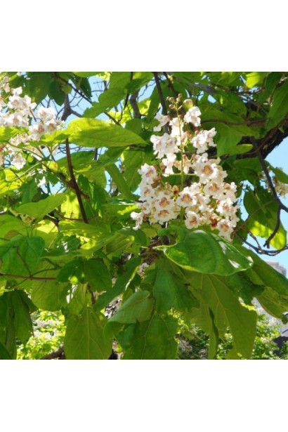 Катальпа бігнонієвидна Ауреа цвітіння білими квітами