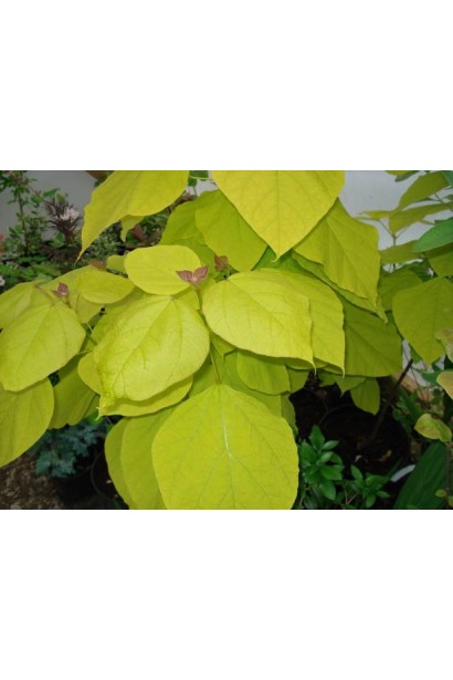 Лимонний відтінок листя катальпи Ауреа влітку