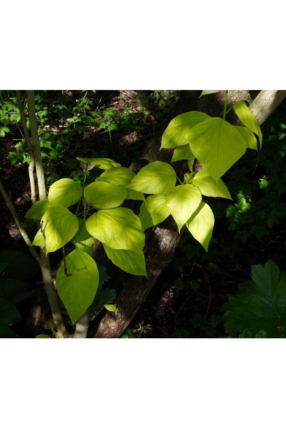 Катальпа Ауреа золотисто-жовте серцевидне листя