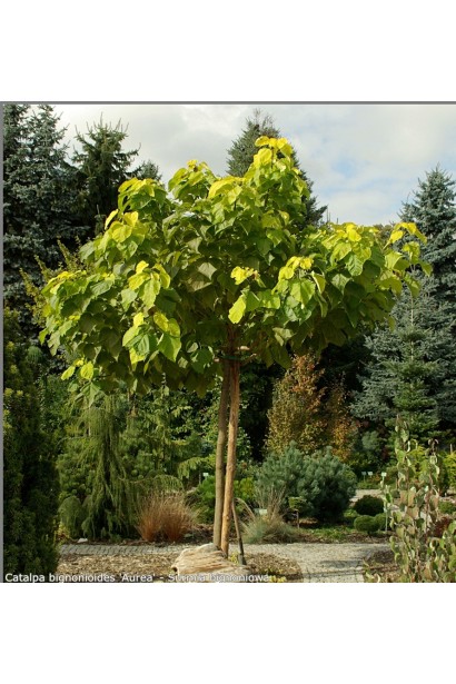 Катальпа бігнонійоподібна Ауреа