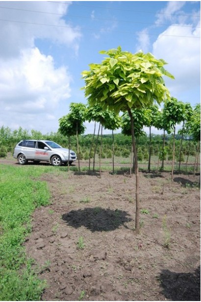 Катальпа бігнонієвидна Ауреа дерево з округлою кроною