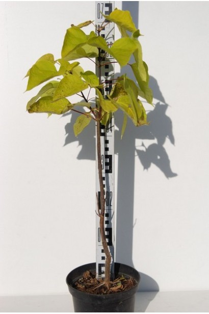 Катальпа Ауреа в контейнері 3 л 50-70 см