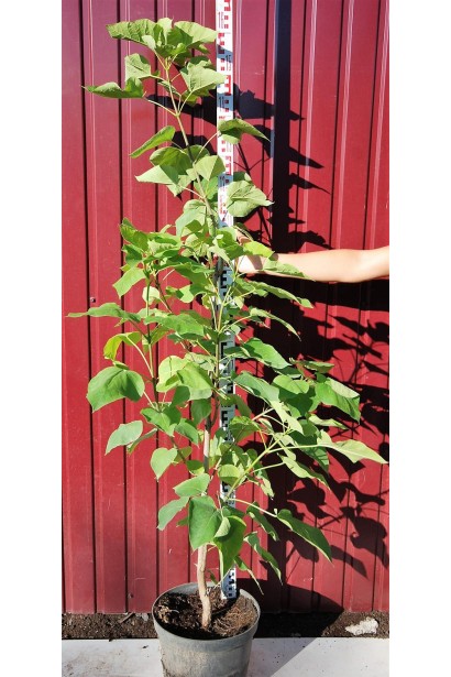 Катальпа бігнонієвидна Ауреа 130-160 см