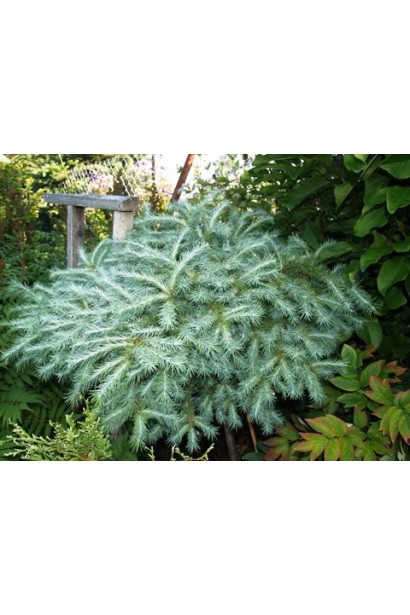 Модрина японська Блю Дварф сизо-блакитна густа хвоя