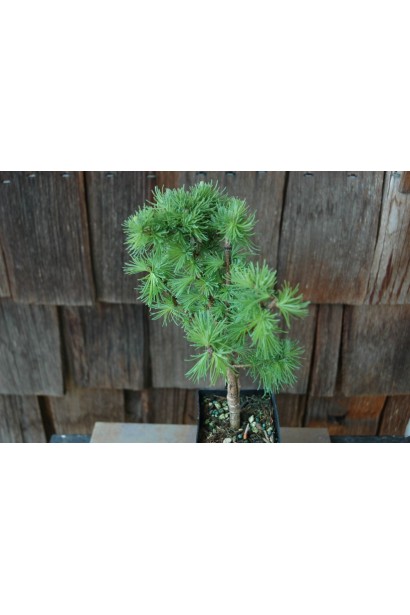 Модрина японська Блю Дварф на штамбі в горщику Р9