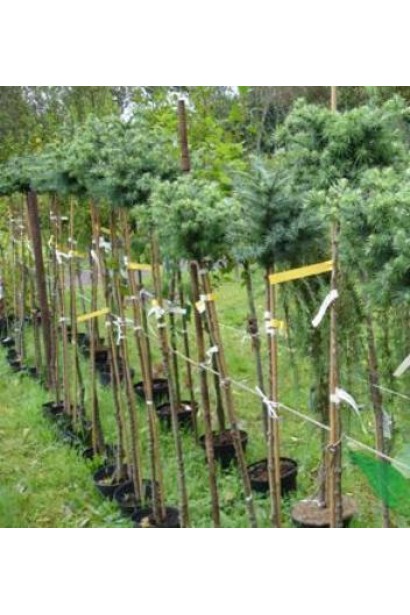 Модрина японська Блю Дварф на штамбі