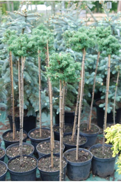 Модрина японська Блю Дварф на штамбі саджанці в садовому центрі