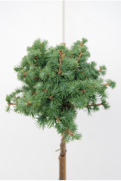 Модрина японська Блу Дварф щеплена на штамб