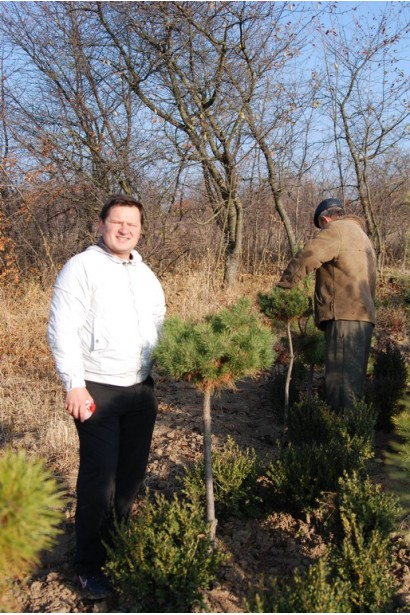 Сосна штамбова – хвойна прикраса для кам’янистих садів.