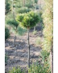 Сосна горная на штамбе | Сосна гірська | Pinus mugo