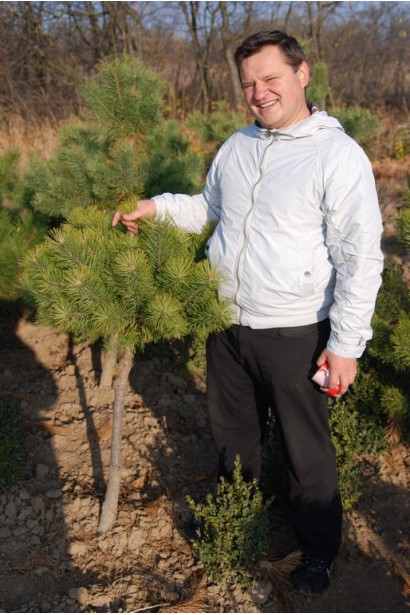 Сосна гірська на штамбі в садовому центрі