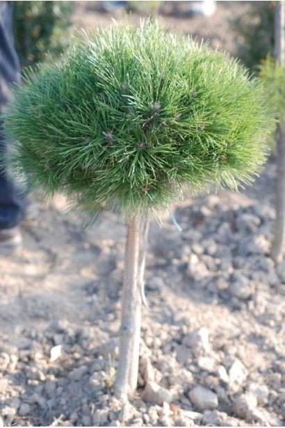 Сосна на штамбі – хвойний акцент у саду.