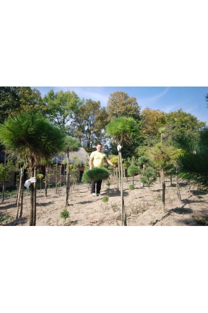 Гірська сосна на штамбі – компактна і декоративна.