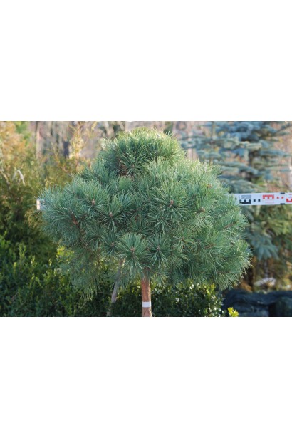 Сосна гірська штамбова – стильний ландшафтний акцент.