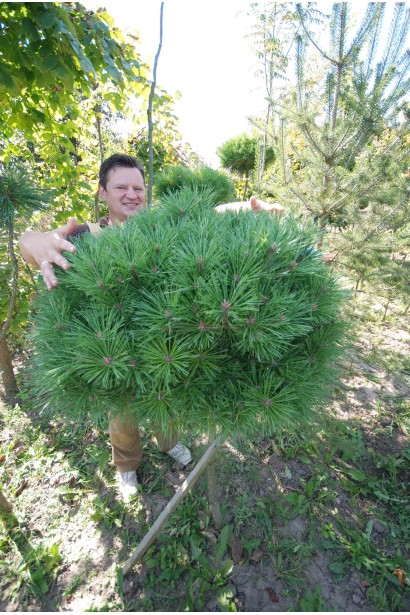 Сосна гірська на штамбі для саду.