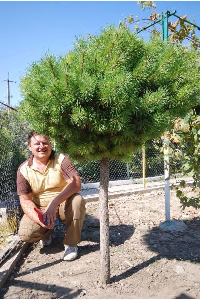 Штамбова сосна гірська для декоративних композицій.