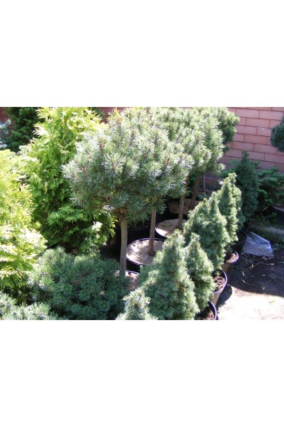 Гірська сосна на штамбі для композицій.