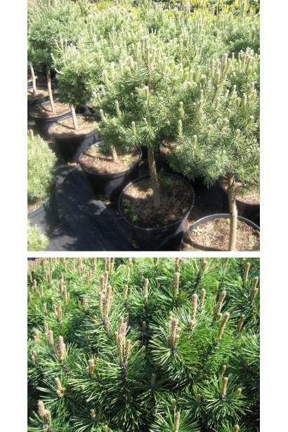 Штамбова сосна з густою хвоєю.