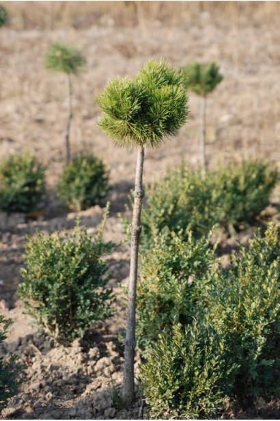 Сосна гірська на штамбі для клумб і алей.