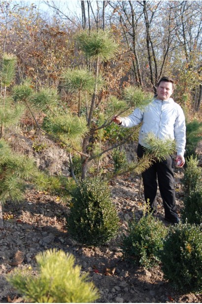 Сосна гірська прищеплена на штамбі