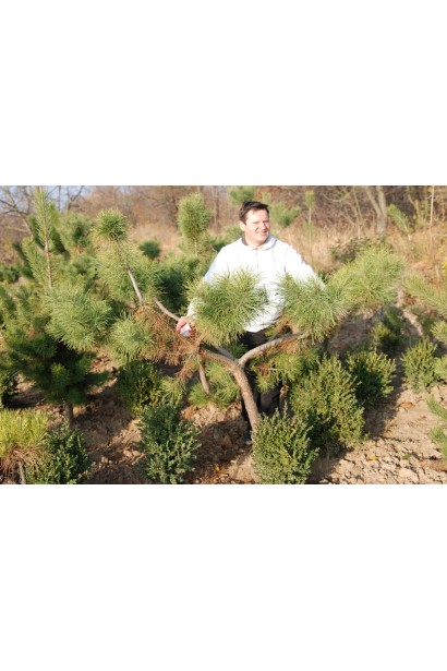 Компактна хвойна рослина – гірська сосна штамбова.