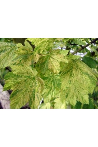 Acer pseudoplatanus Prince Camille de Rohan