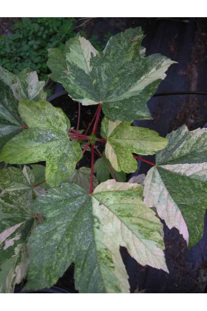 Клен ложноплатановый / Явор Принц Камиль де Рохан