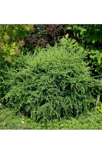 Модрина європейська Корнік карликовий кущ з кулястою кроною
