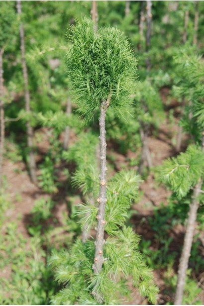 Модрина європейська Корнік в розсаднику
