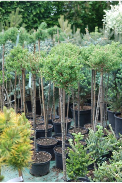 Модрина європейська Корнік саджанці на штамбі в контейнерах