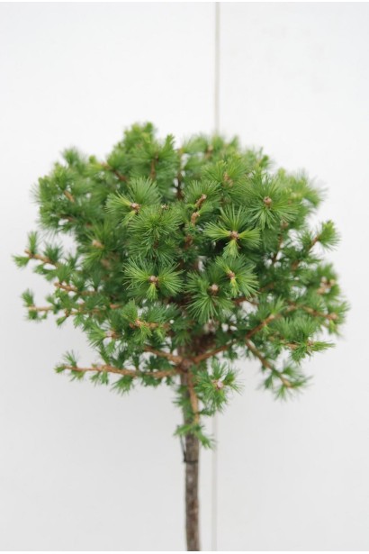 Модрина європейська Корнік зелена хвоя